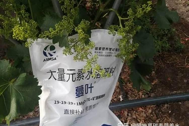 大棚芹菜的种植方法和时间 什么时候最适合种