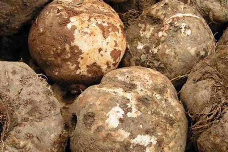 香芋膨大期如何施肥才好呢？如果用量比例不均会有哪些后果？