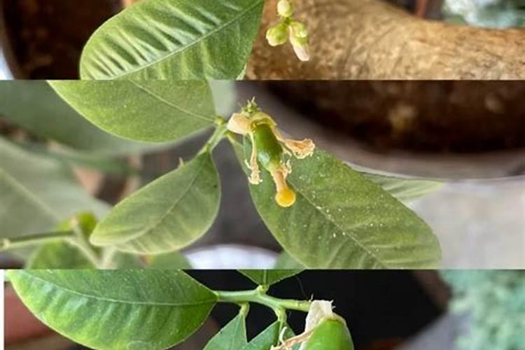 柠檬挂果后施什么肥