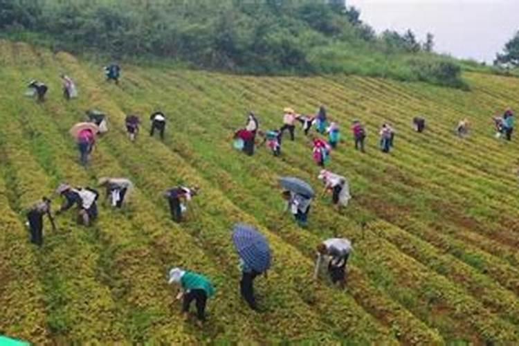 玉米地打除草剂后几天能浇水