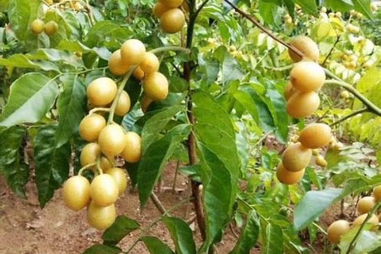 黄皮开花施什么肥