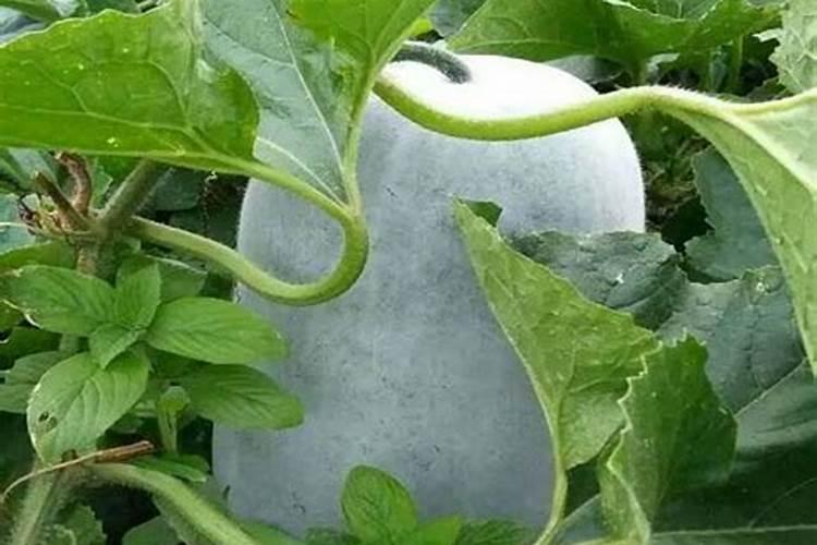 百香果开花期施肥技巧