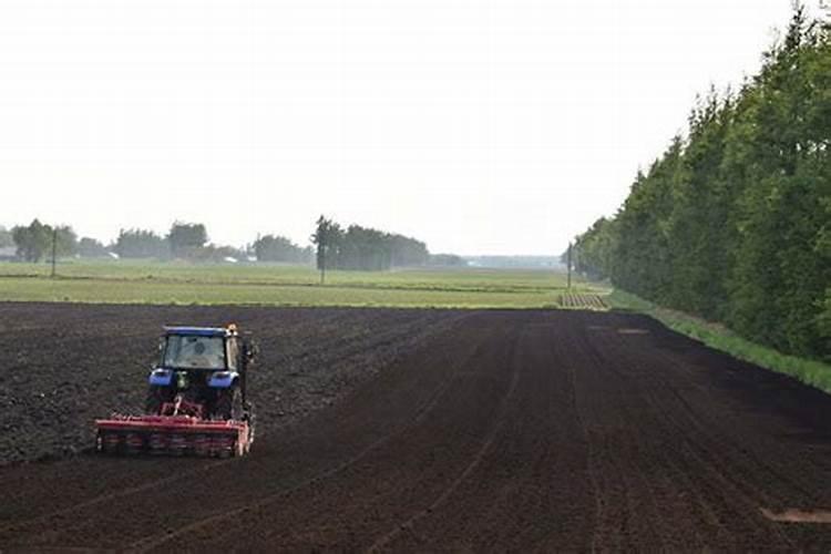 种植大白菜用什么肥料最好(白菜种植方法和注意事项)