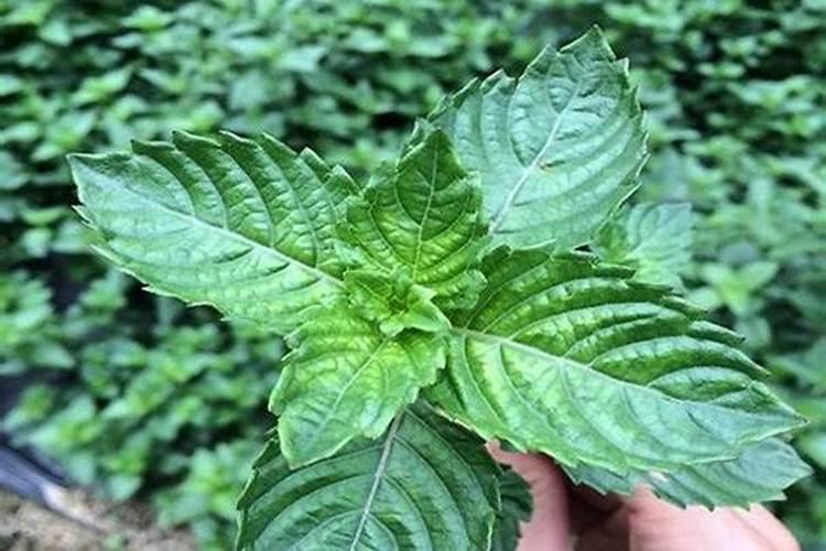 凉粉草种植技术和方法