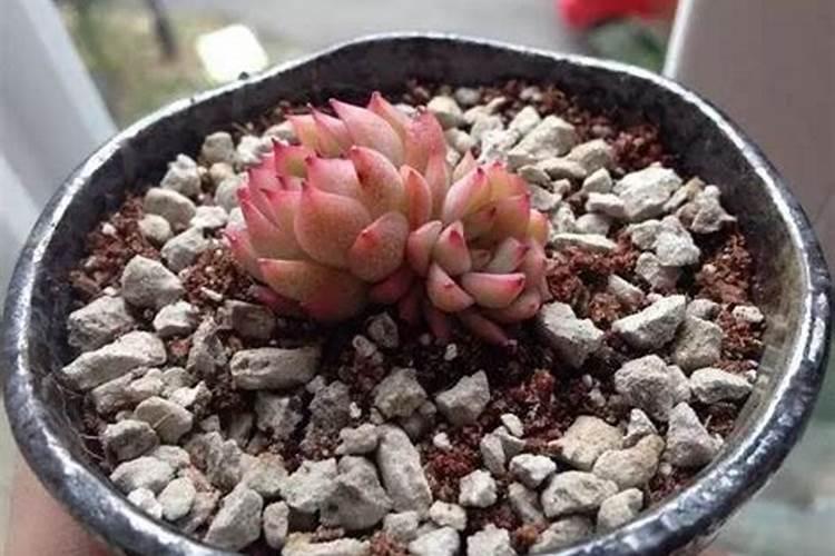 星美人多肉怎样爆头,扦插枝条追施磷肥