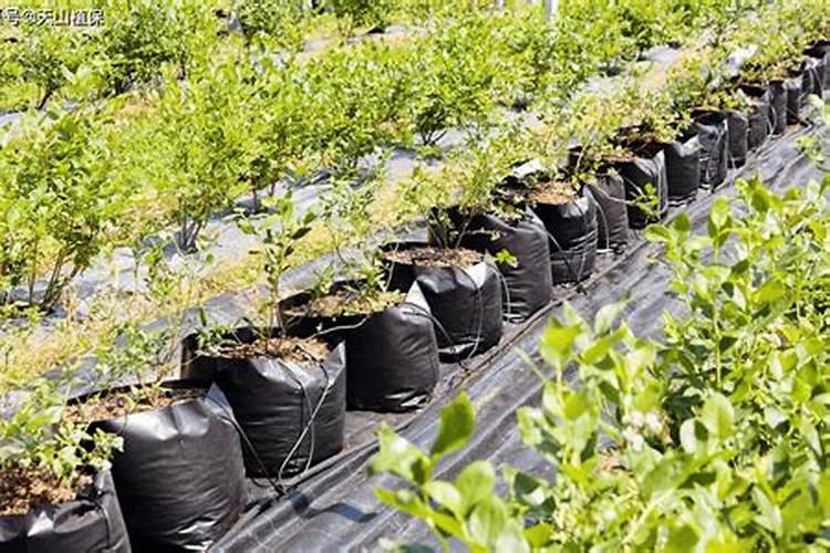 芸苔素内脂蓝莓花期能不能喷施？