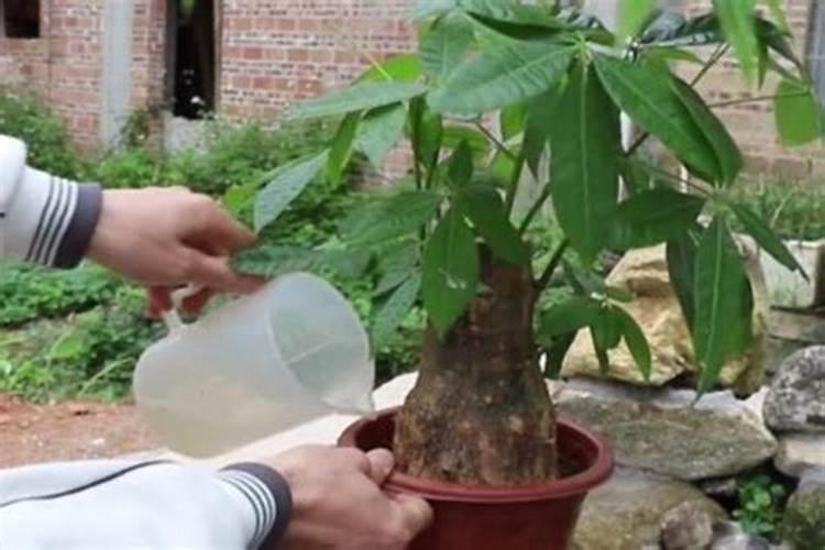 发财树怎么养护？正确浇水施肥方法,新手必看!