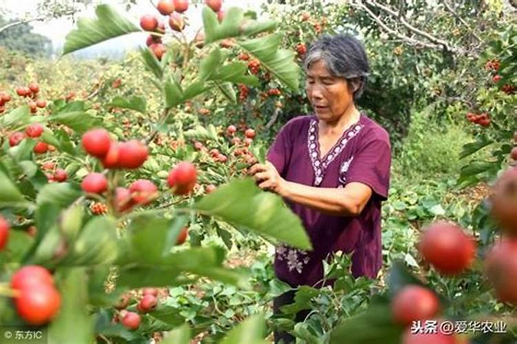 果树保花保果喷什么叶面肥结果多？果树膨果期用什么复合肥好？