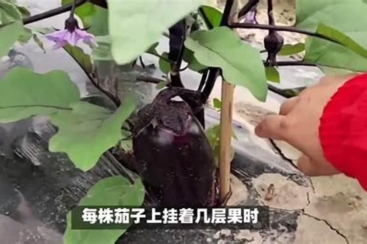 茄子如何管理才高产