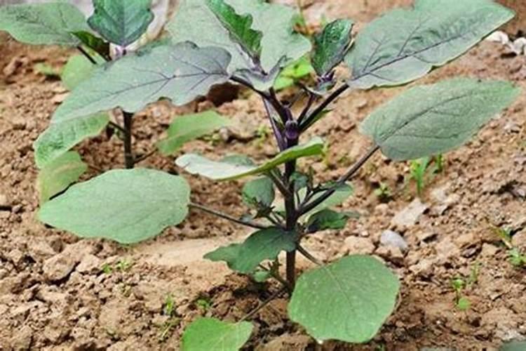 茄子定植后多少天浇水？