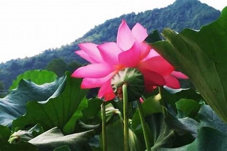 风雨兰发芽后多久开花