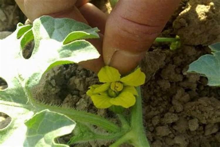 玉米授粉后打叶面肥还有用吗？