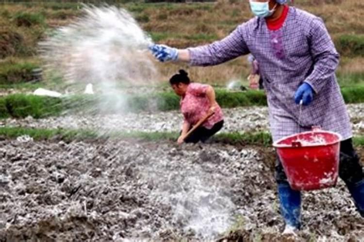 辣椒什么时候就可以开始育苗,每年的时间相同吗？