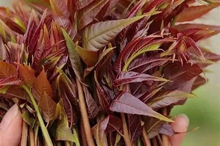 四季红油香椿种植过程