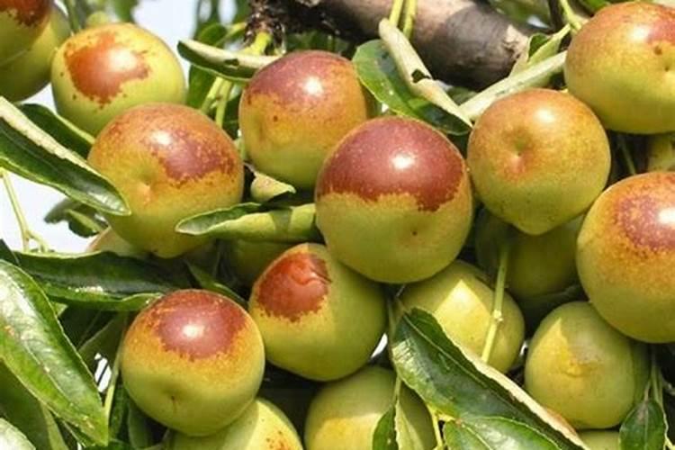 关于枣树的栽培管理