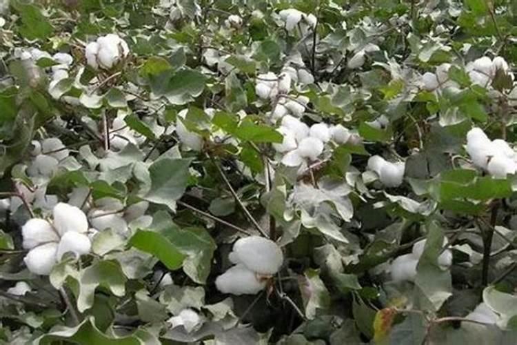 棉花结铃期磷酸二氢钾打几次