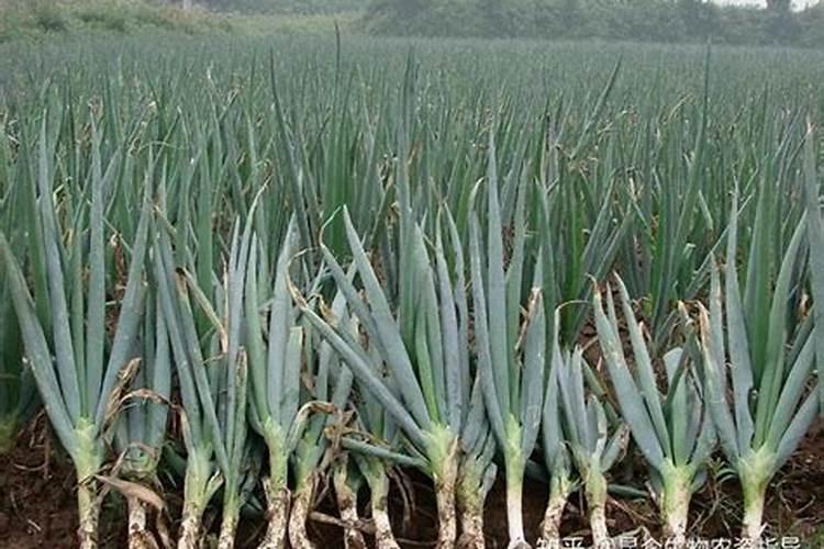 大葱用什么叶面肥效果好？大葱根茎块膨大素哪家好？