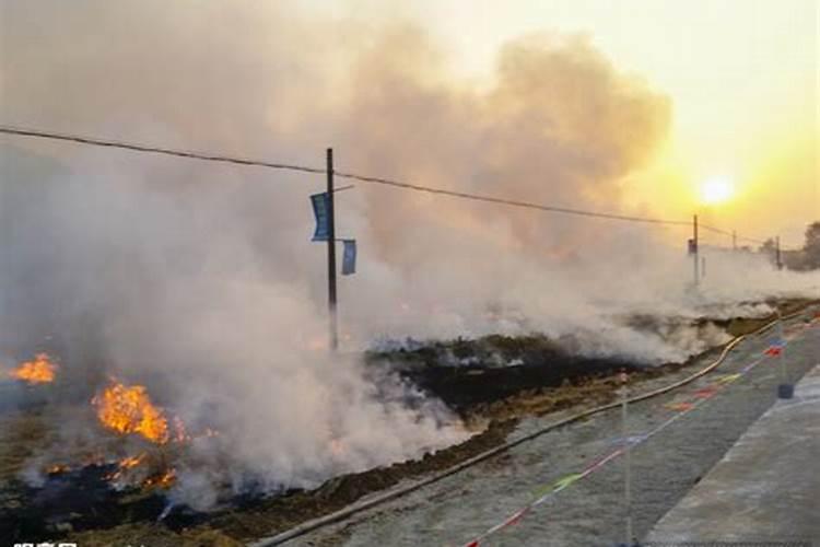 腊梅春天能移栽吗