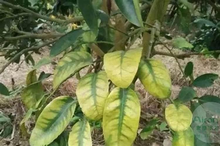 茶花树叶子发黄怎么办