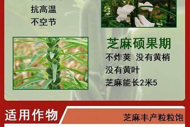 芝麻花期用什么叶面肥较好