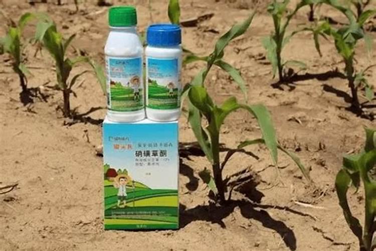 樱桃膨果期使用什么肥