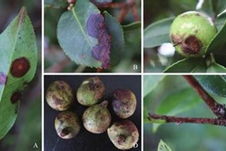 油茶种植施肥抗旱方法 怎么整形修剪