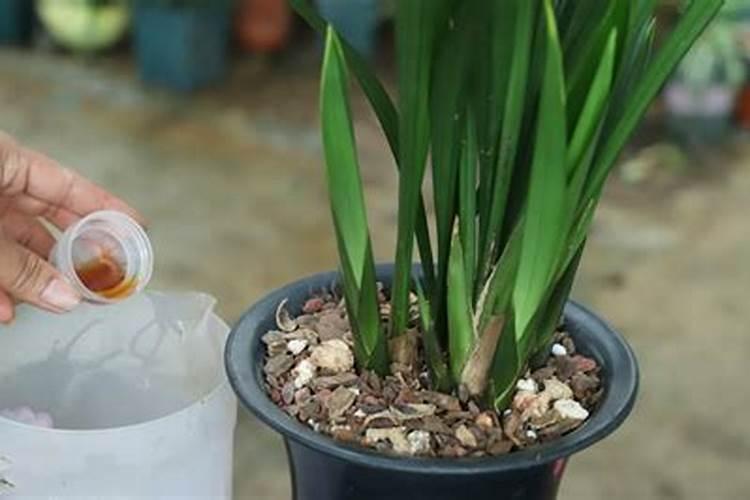 墨兰如何养护才能长得茂盛,墨兰如何养护和浇水