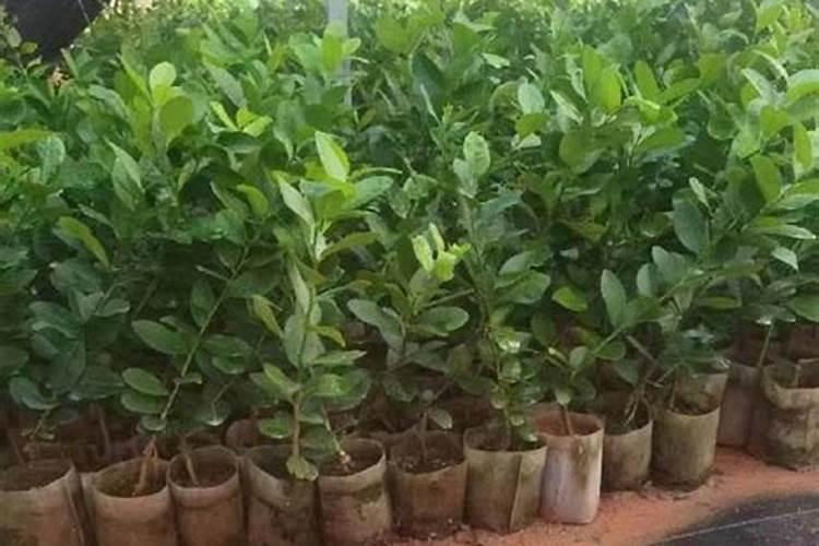 柠檬坐果了需要施什么肥