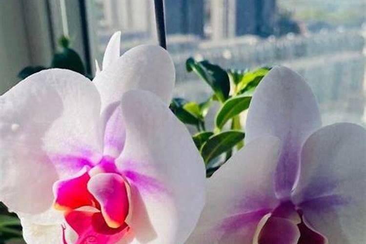 蝴蝶兰花期养护方法 开花期间如何浇水、施肥