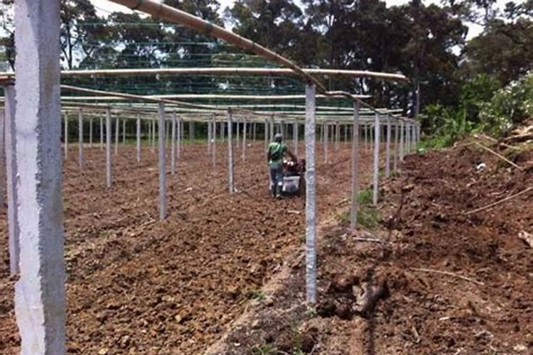 果树喷施红糖的效果