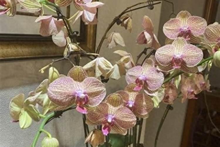 蝴蝶兰开花时能施肥吗