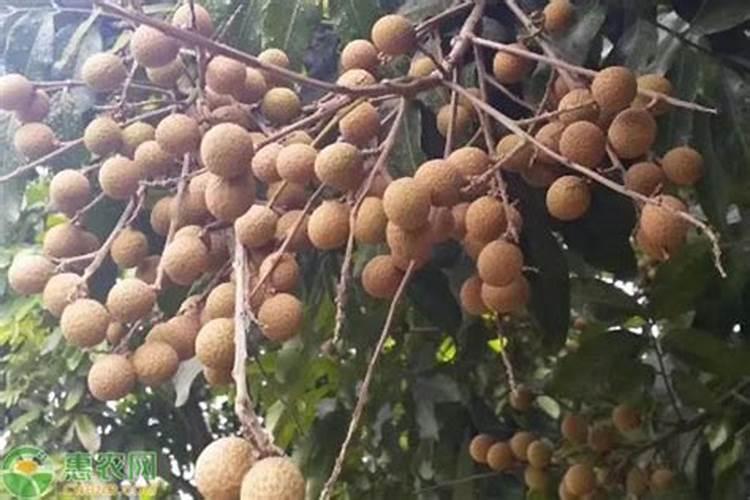 育苗时需要浇水吗