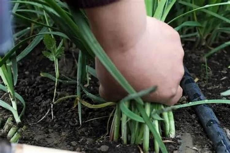 种植蔬菜韭菜