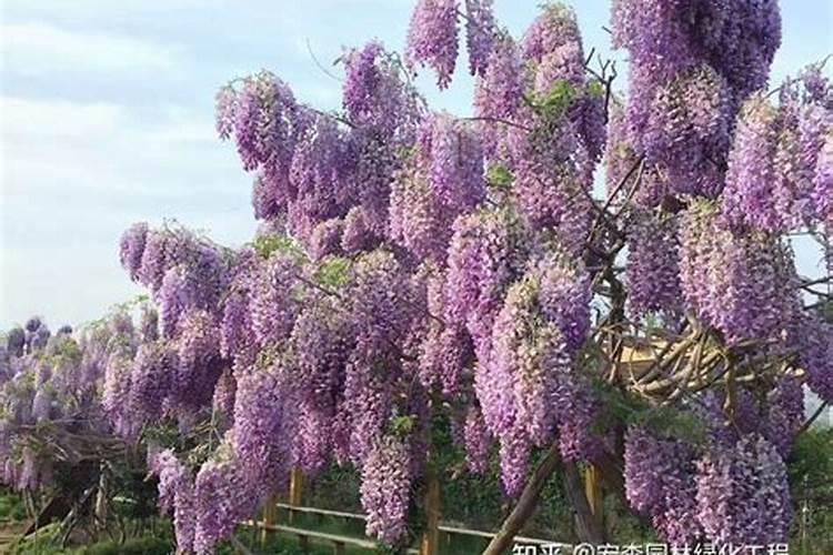 如何使紫藤开花