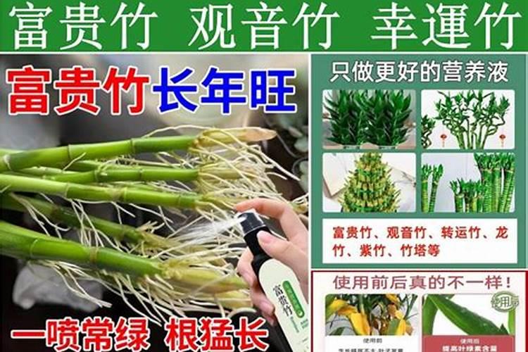 观音竹的施肥方法什么肥料好？