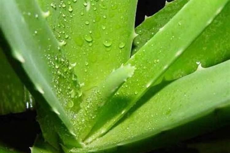 该怎么给芦荟施肥该施什么肥