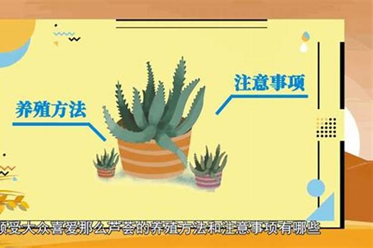 盆栽芦荟冬天怎么养