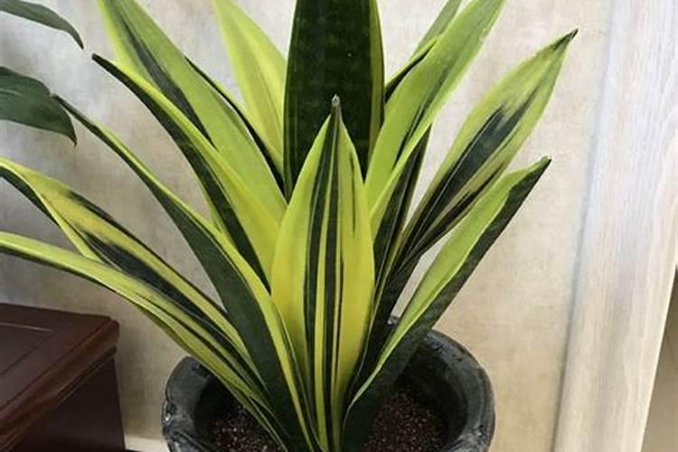 小麦冬季喷叶面肥有哪些好处,出苗需要多少积温