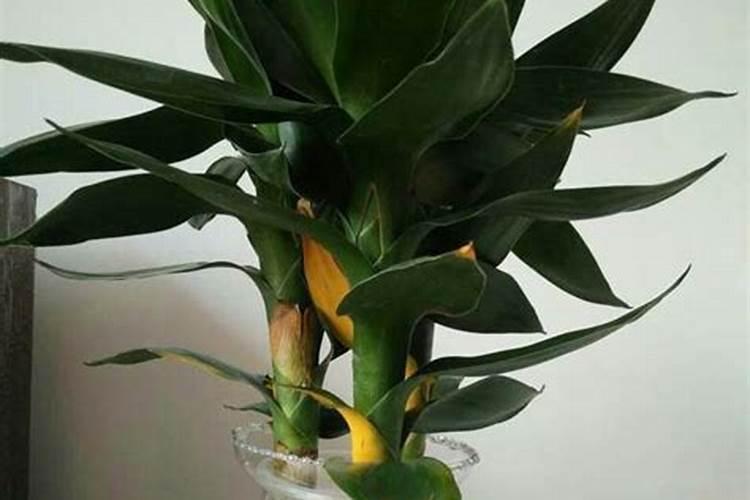 叶面肥可以浇花吗