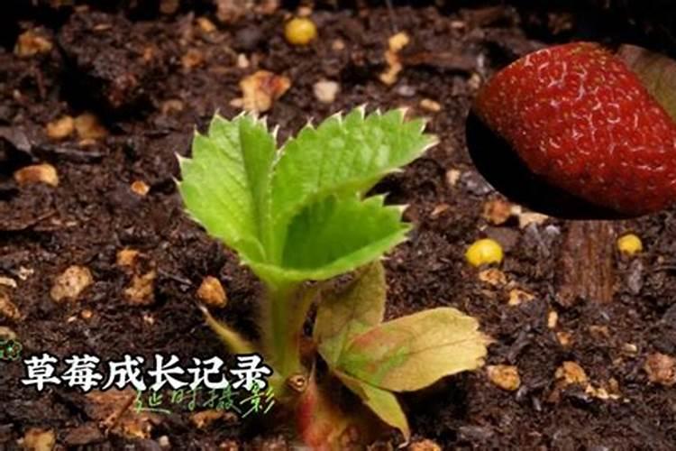 厨余垃圾发霉长毛还能当肥料吗？