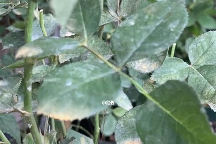 辣椒结果期用什么叶面肥效果好？辣椒挂果期喷什么叶面肥结果多？