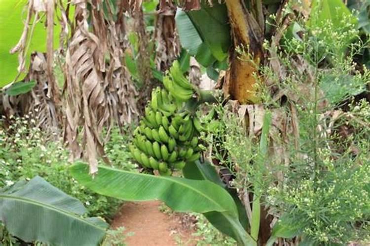 香蕉根茎块膨大素有哪些？香蕉需要用什么肥料？