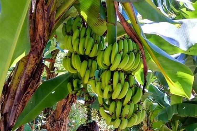 香蕉用什么肥料能快速生长