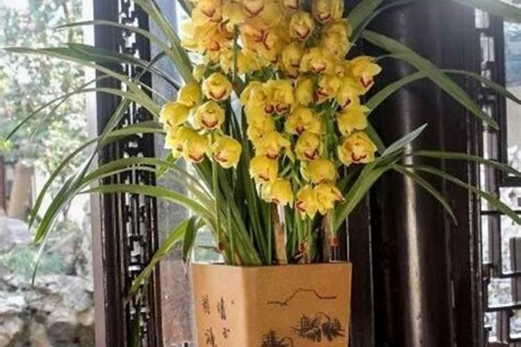 大花蕙兰施肥方法 怎样给大花蕙兰施肥