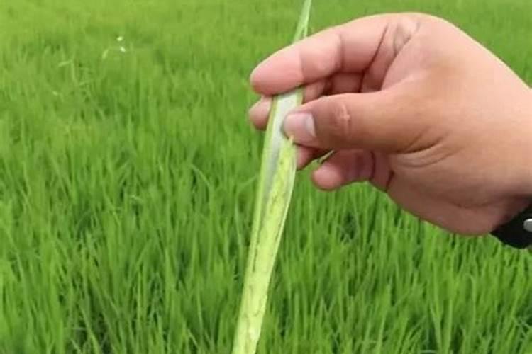 草莓高钾肥的使用方法