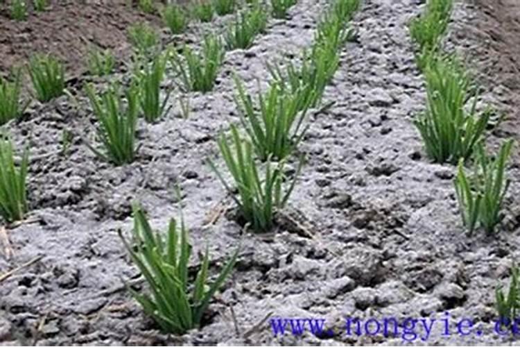 怎样合理使用窖灰钾肥？