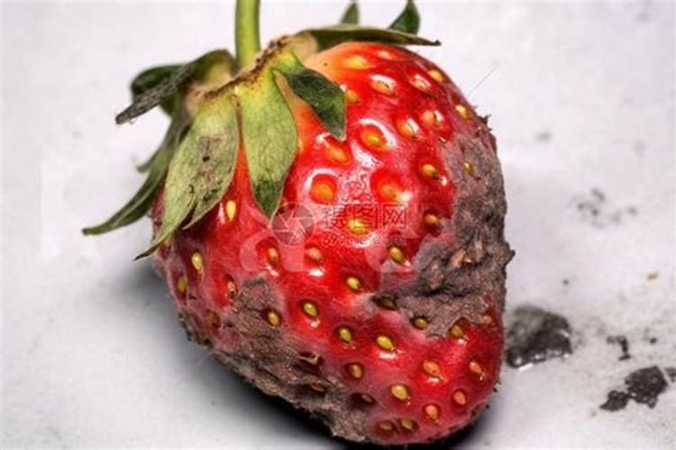 草莓施钙肥过多会造成什么影响？草莓缺钙肥应如何补救？