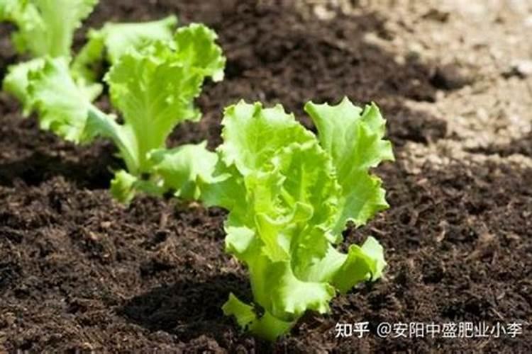 家里为什么不能养玫瑰,不利于生长且会影响运势