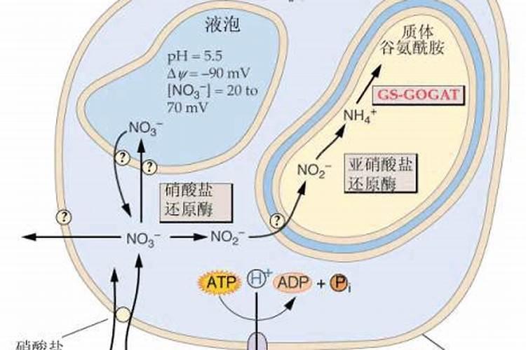 氮的转运、信号转导及利用效率(下)