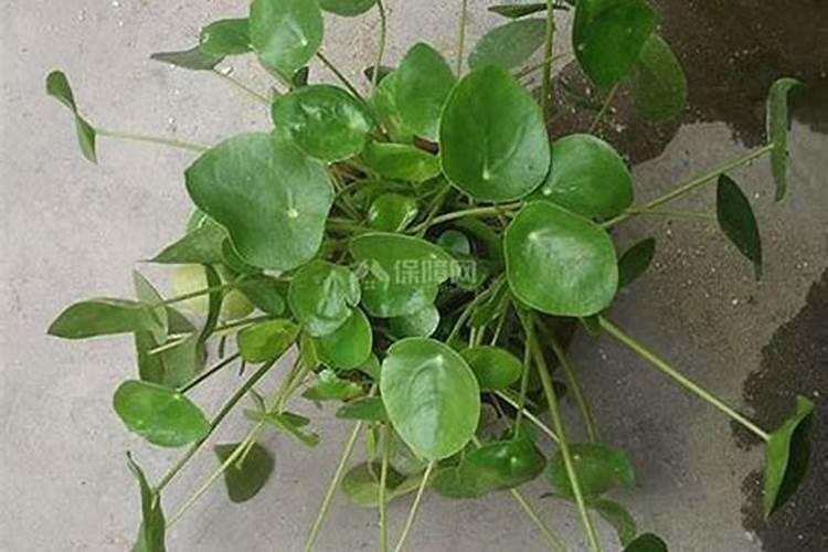 镜面草怎么养殖？